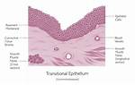 Transitional Epithelium