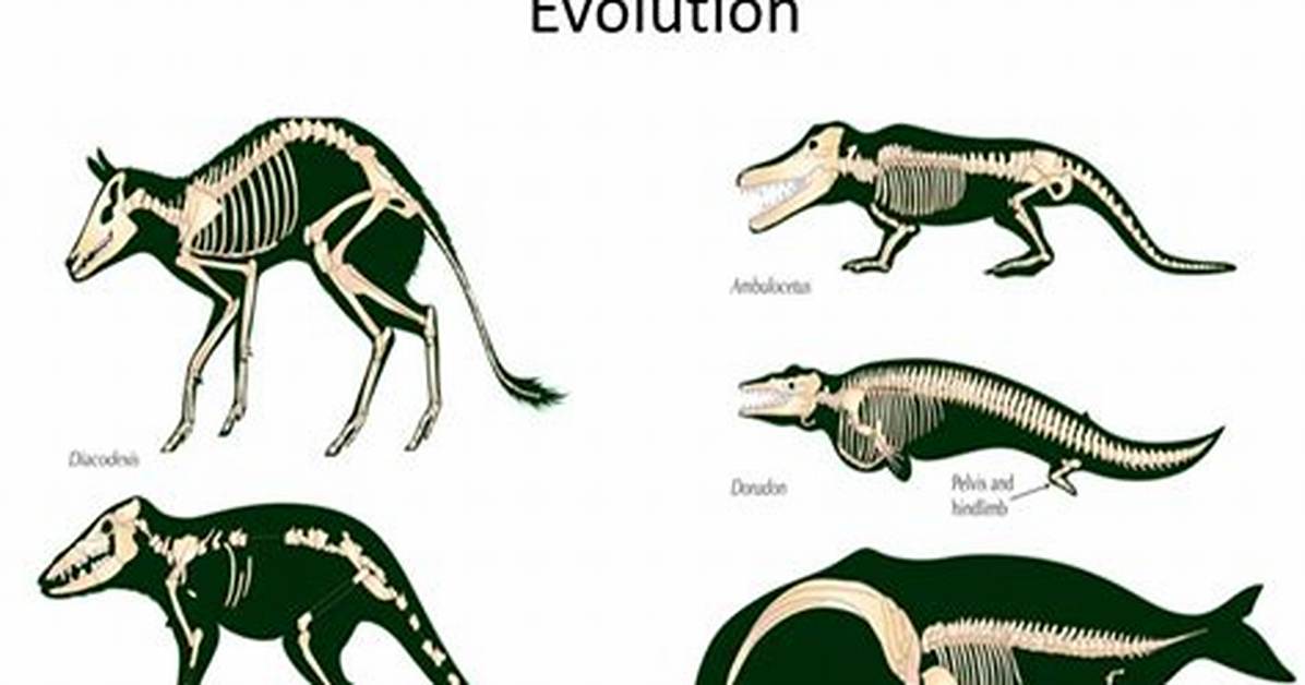 Transitional Fossils