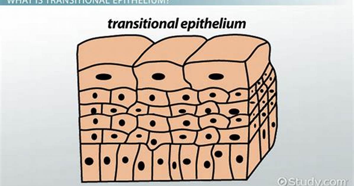 Transitional Tissue