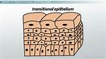 Transitional Tissue