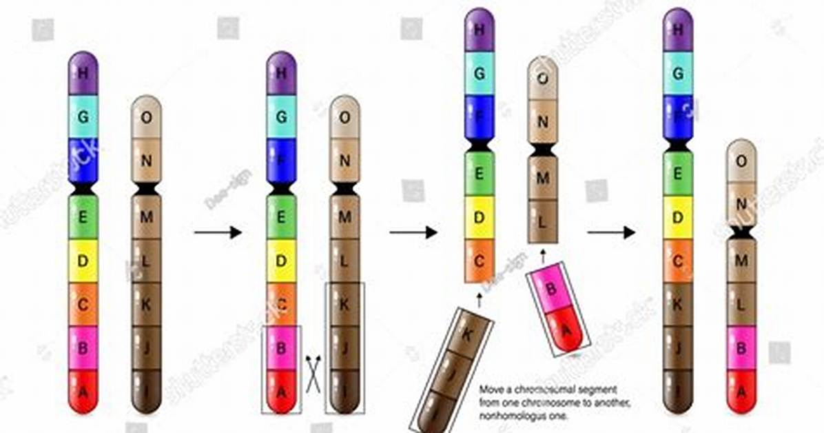 Translocation Mutation
