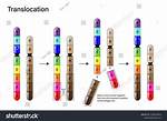 Translocation Mutation