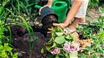 Transplanting Hydrangeas