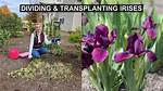 Transplanting Iris