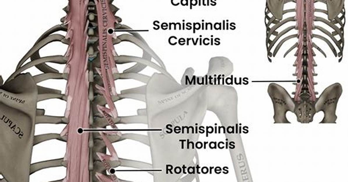 Transversospinalis