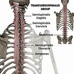 Transversospinalis