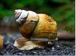 Trapdoor Snail