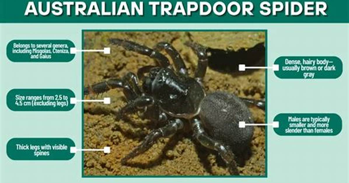 Trapdoor Spider Size