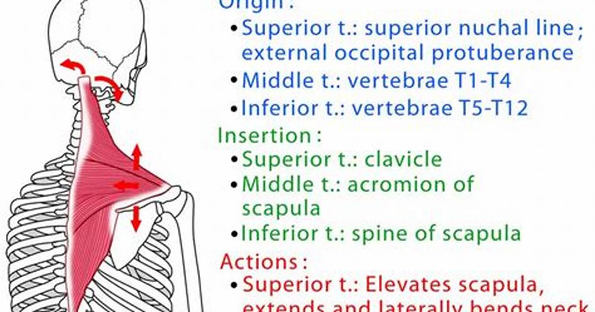 Trapezius Origin