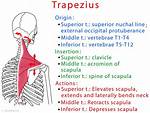 Trapezius Origin