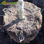 Tree Anchor