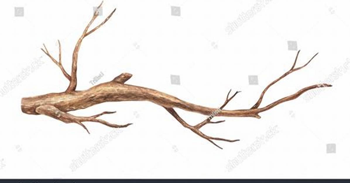Tree Branch