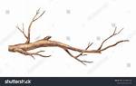 Tree Branch