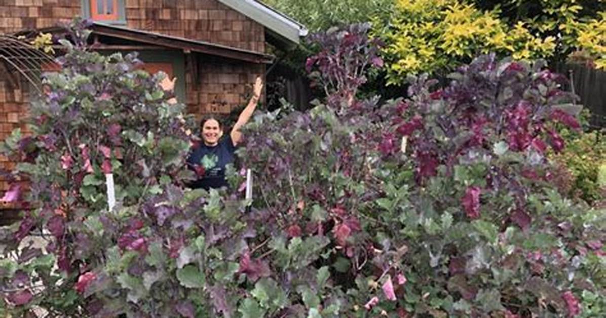 Tree Collards