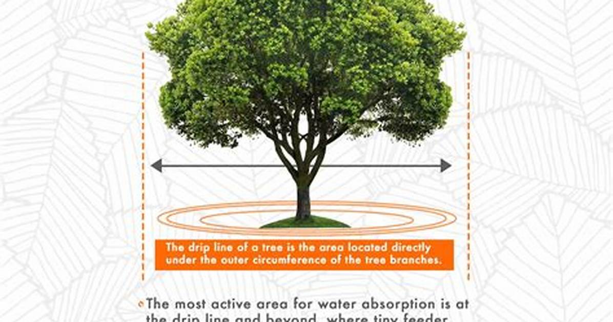 Tree Drip Line
