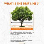 Tree Drip Line