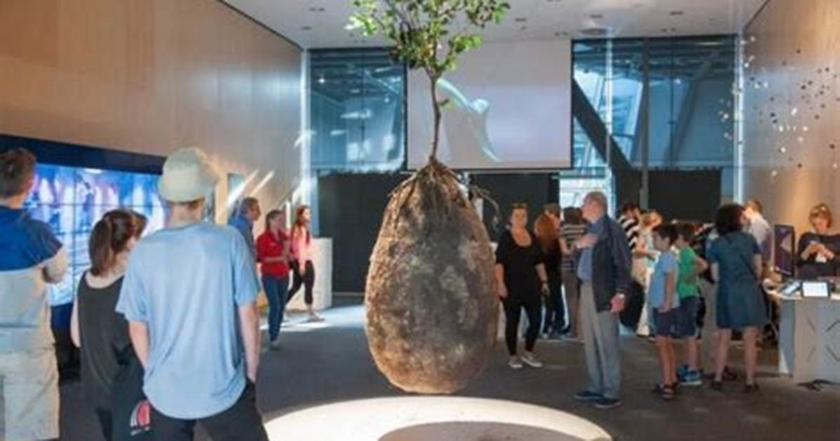 Tree Pod