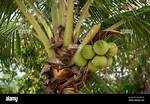Tree That Bears Coconuts