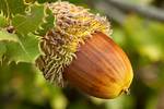 Tree with Acorns