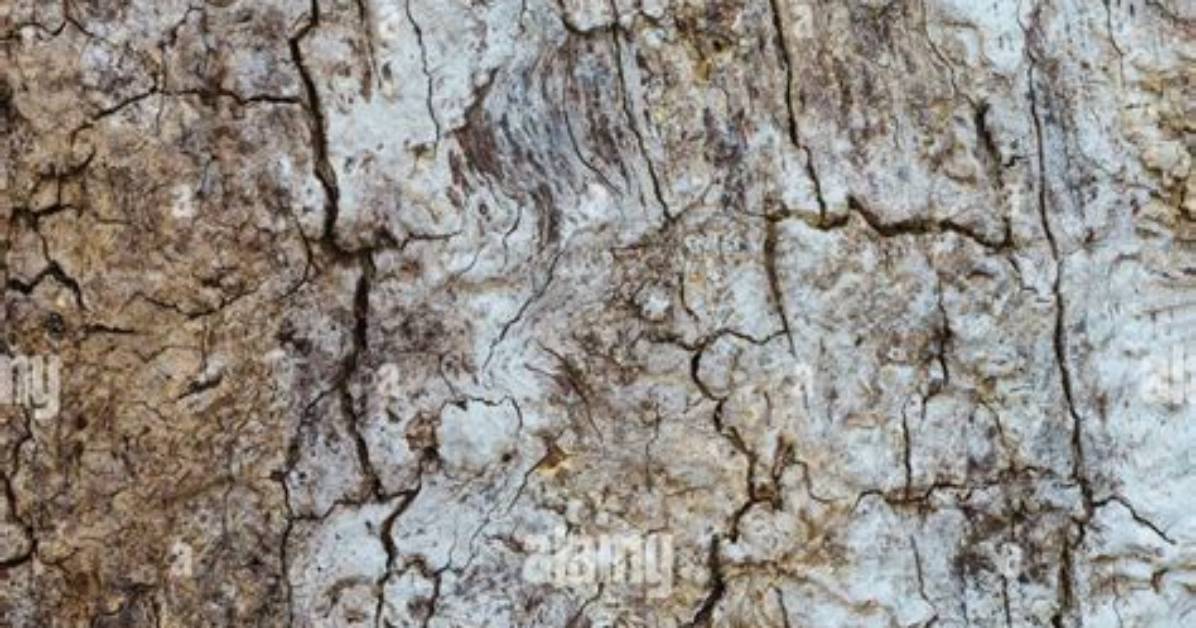 Tree with No Bark