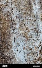 Tree with No Bark