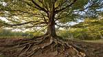 Trees with Deep Roots