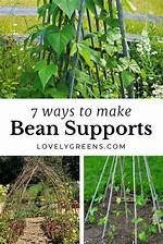 Trellis for Beans