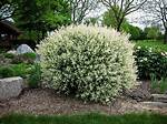 Tri Colored Dappled Willow