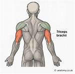 Triceps Location