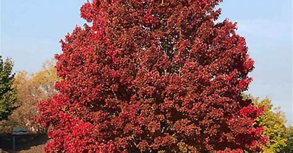 Trident Maple Tree