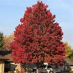 Trident Maple Tree