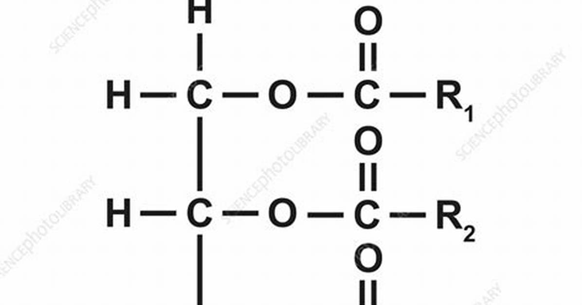 Triglyceride Structure