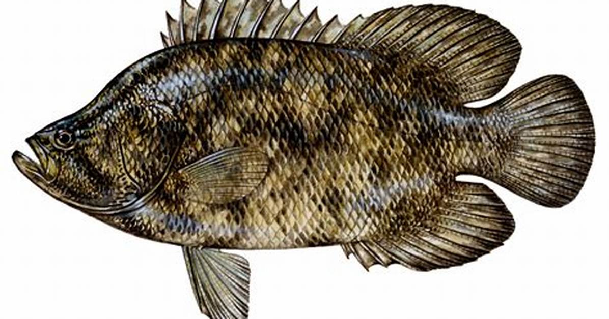 Tripletail Fish