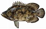Tripletail Fish