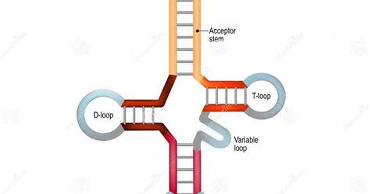 Trna Anticodon