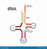Trna Anticodon