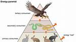 Trophic Cascade Definition