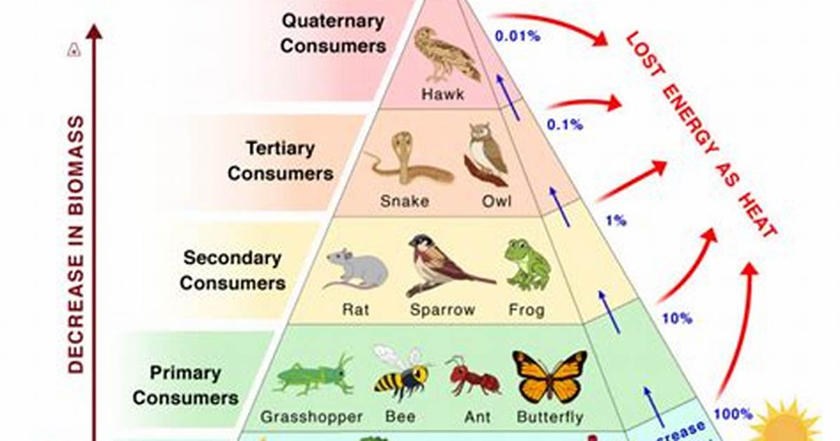 Trophic Level Examples