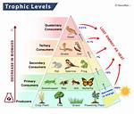 Trophic Level Examples