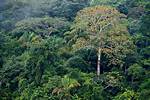 Tropical Tree