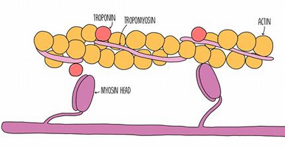 Tropomyosin Function