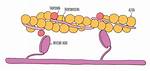 Tropomyosin Function