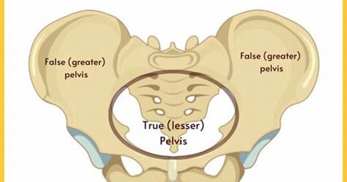 True Pelvis