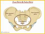 True Pelvis