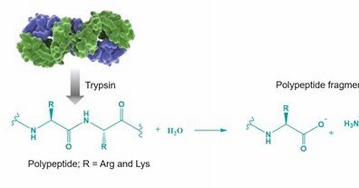 Trypsin Function