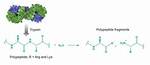Trypsin Function