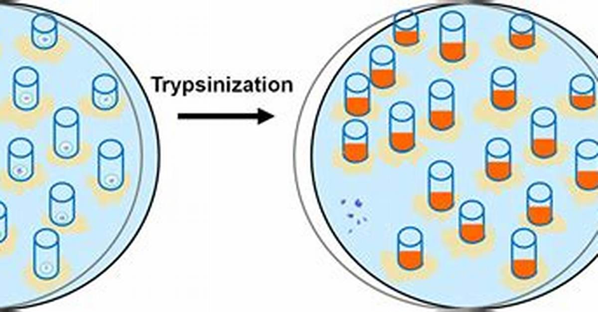Trypsinization