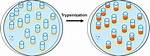 Trypsinization