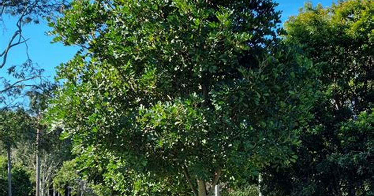 Tuckeroo Tree
