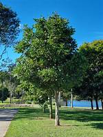 Tuckeroo Tree